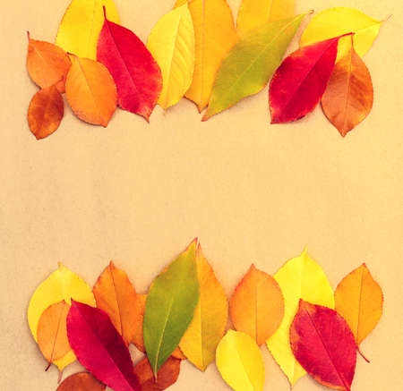 Background of bright multi-colored autumn fallen leaves