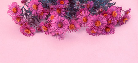 Bouquet of bright cute autumn asters in purple color with copy spaceの写真素材