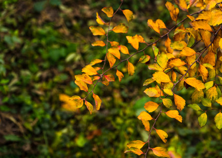 Bright saturated autumn background with yellow leaves on a branchの写真素材