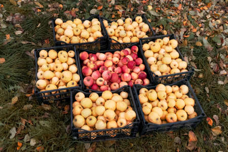 Autumn harvest of juicy ripe red and yellow apples in boxes on the grass.の写真素材