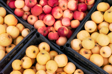 Autumn harvest of juicy ripe red and yellow apples in boxes on the grass.の写真素材