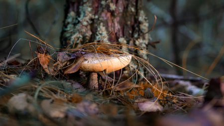 edible porcini mushroom in a forest glade close-up under the light of sunlight with beautiful bokehの写真素材