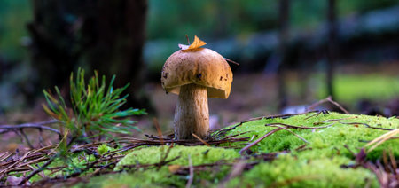 edible porcini mushroom in a forest glade close-up under the light of sunlight with beautiful bokehの写真素材