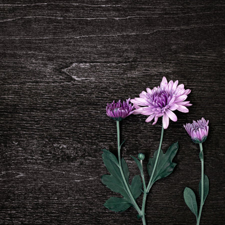 Bouquet of pink chrysanthemum flowers on a dark wood backgroundの写真素材