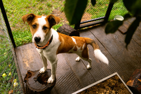 Cute little friendly dog â€‹â€‹in his enclosure