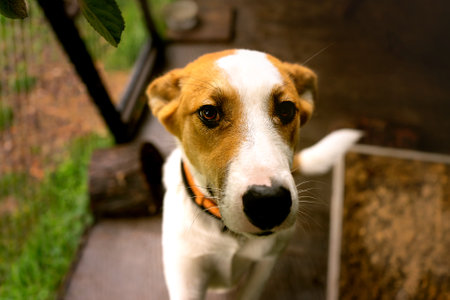 Cute little friendly dog ââin his enclosureの写真素材