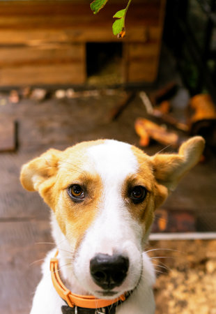 Cute little friendly dog ââin his enclosureの写真素材