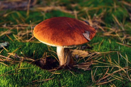 Big beautiful boletus mushroom on a forest glade in autumn.