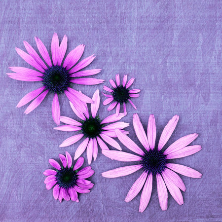 Minimalistic floral greeting card with a bouquet of purple echinacea.の写真素材