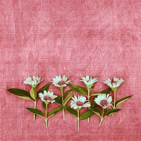 Chamomile flower arrangement on wooden surface with copy spaceの写真素材