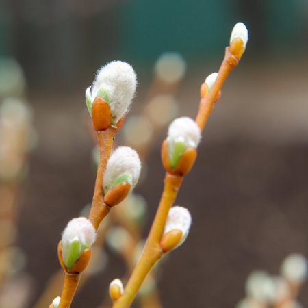 Delicate cute spring blossoming willow sprigs in close-up