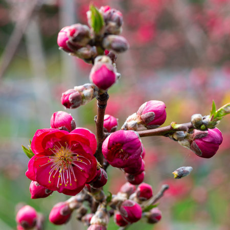 Delicate pretty bright peach or nectarine flowers in spring.の写真素材
