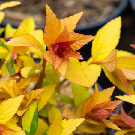 Brightly saturated young sprigs of yellow spirea blossom