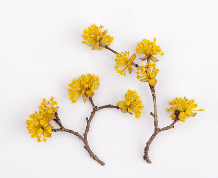 Spring card with bright yellow dogwood flowersの写真素材
