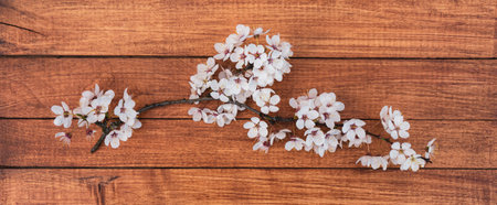 tender branch of cherry with white flowers on a wooden backgroundの写真素材