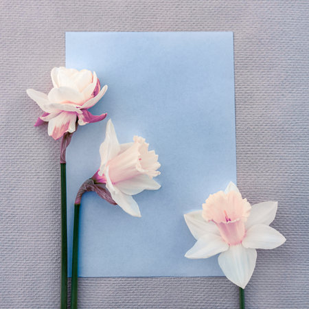 romantic card with a bouquet of tender spring daffodils close-upの写真素材