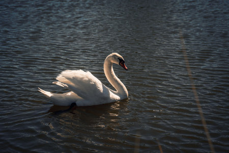 Beautiful noble white wild swan floating in the lake.