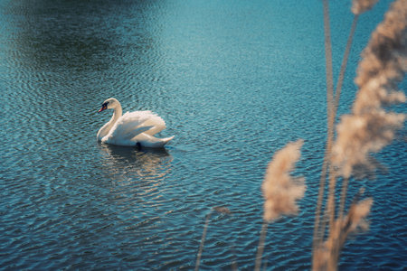 Beautiful noble white wild swan floating in the lake.の写真素材