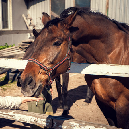 Horse in a paddock at a horse farm close-up.の写真素材