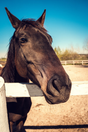 Horse in a paddock at a horse farm close-up.の写真素材
