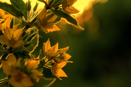 Yellow cute wildflowers in the sun rays