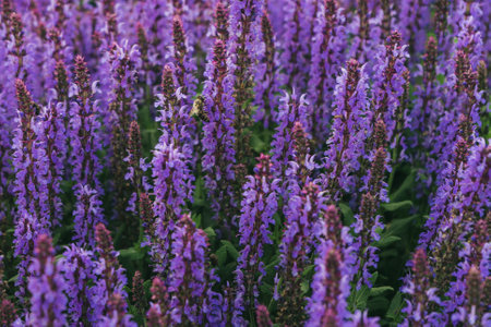 Bright colorful lavender blooming on the fieldの写真素材