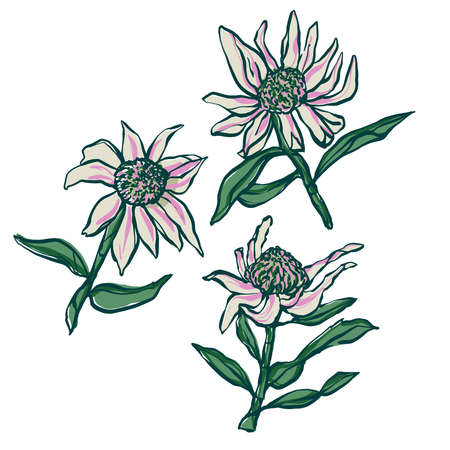 Vector hand-drawn textured Sunflower illustration motif graphic resource botanical artのイラスト素材