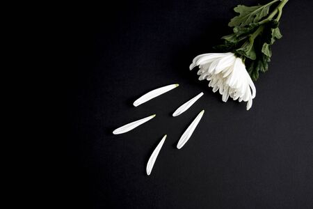 Chrysanthemum on black background