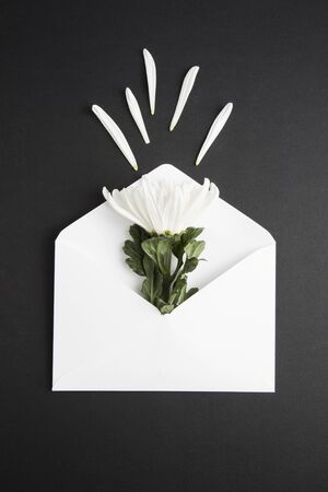 Chrysanthemum and white envelope on black backgroundの写真素材