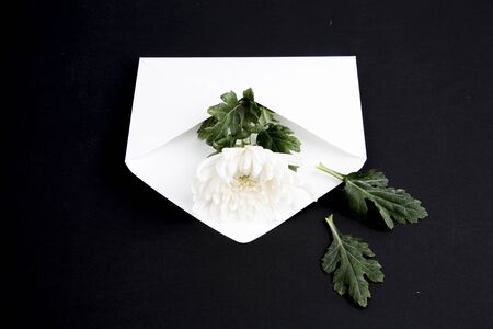 Chrysanthemum and white envelope on black background