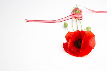 Red poppy on white backgroundの写真素材