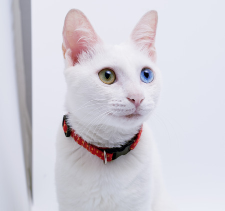 Close up view of a white catの写真素材