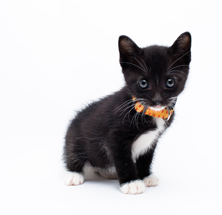 Close up view of a black kittenの写真素材