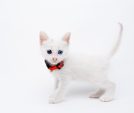 Close up view of a white kitten on white backgroundの写真素材