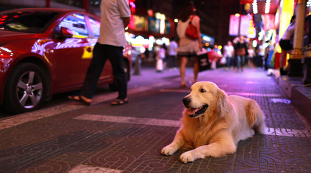 Golden Retrieverの写真素材