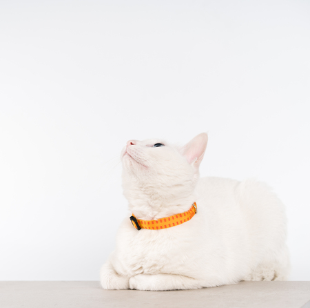 White catの写真素材