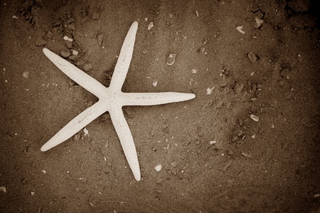 Starfishの写真素材