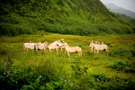 Horses in a fieldの写真素材