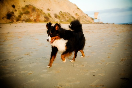 Dog running on the beachの写真素材