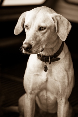 Dog sittingの写真素材