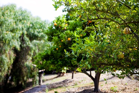 Plantsの写真素材