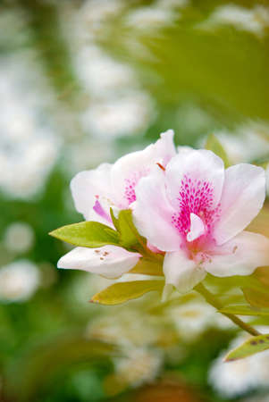 Spirea in the garden, blooming by petal white center pink and have flower background.の写真素材