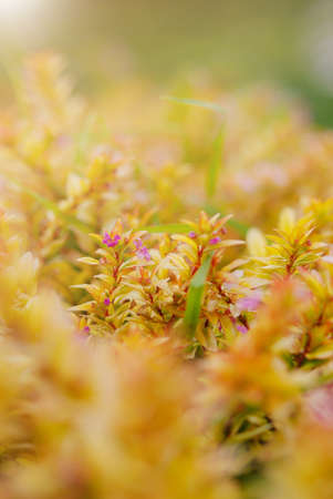 Spirea in the garden, blooming by pink small flowers. Yellow leaves of the spirea bush in the sun.の写真素材
