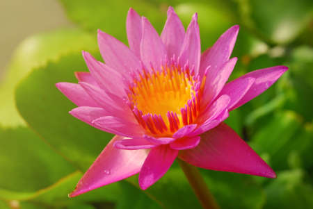 Pink lotus flower in bloom beautiful on the pond at sunrise.の写真素材