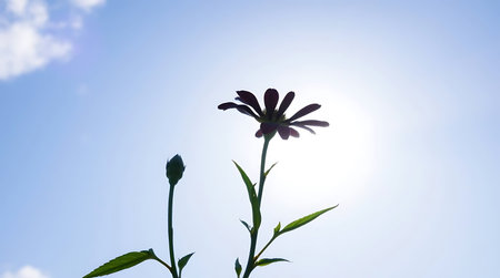 Zinnia elegans flower on the blue sky background with sunlightの素材