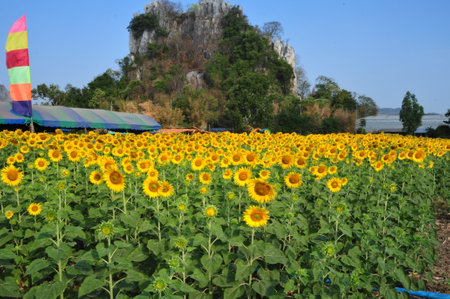 A sunflower farm with blooming flowers on a bright and shiny day. Blurred backgroundの写真素材