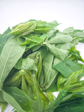 Close up of freshly picked cassava leaves shoots. The shoot is a popular ingredients in Malay...