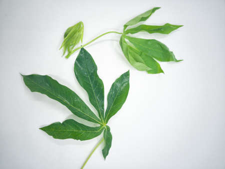 Close up of freshly picked cassava leaves shoots. The shoot is a popular ingredients in Malay...