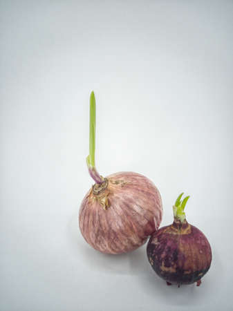Isolated mature onion sprouting new leaves. Selective focus points
