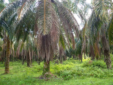A view of palm oil trees in a plantation.Palm oil is one of Malaysia's major export commodity. Selective focus points. Blurred backgroundの写真素材